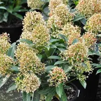 Arborix Skimmia Japonica 'Godrie'S Dwarf' - Skimmia 20-25 cm pot