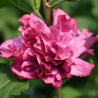 Arborix Hibiscus Syriacus 'Duc De Brabant' - Altheastruik 40-60 cm pot