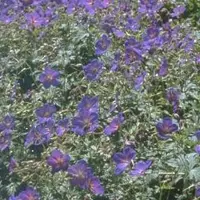 Arborix 6 x Geranium Himalayense - Ooievaarsbek pot 9x9cm