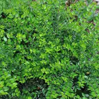 Arborix Lonicera Nitida 'Maigrün' - Kamperfoelie - 40-50 cm in pot: Wintergroene heester met glanzend groen blad, ideaal voor hagen.