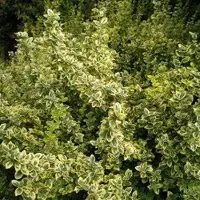 Arborix Euonymus Fortunei 'Emerald 'N Gold' - Kardinaalsmuts 15-20 cm pot