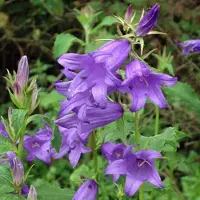 Arborix 6 x Campanula latifolia Macrantha - Breedbladig Klokje pot 9x9cm, blauwbloeiend en langbloeiend