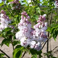 Arborix Syringa vulgaris 'Belle de Nancy' - Sering 40-60 cm in pot