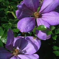 Arborix Clematis 'Mrs Cholmondeley' - Bosrank - 50-60 cm pot: Grootbloemige clematis met lichtblauwe bloemen in de late lente en vroege zomer.