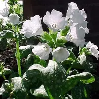 Arborix 6 x Pulmonaria Officinalis 'Sissinghurst White' - Longkruid pot 9x9cm
