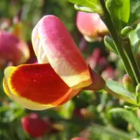 Arborix Cytisus 'Maria Burkwood' - Brem;Geitenklaver 40-60 cm pot