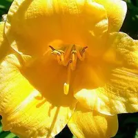 Arborix 6 x Hemerocallis 'Stella De Oro' - Daglelie pot 9x9cm - Gouden bloemen, langbloeiend, winterhard