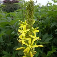 Arborix 6 x Asphodeline Lutea - Jonkerlelie pot 9x9cm
