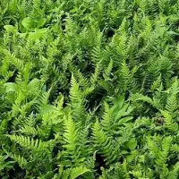 Arborix 6 x Polypodium Vulgare - Eikvaren Pot 9x9cm - Wintergroene Varen