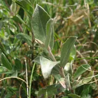 Arborix Salix Repens - Kruipende wilg 50-60 cm pot