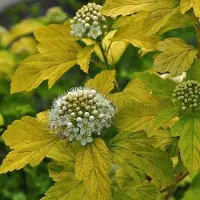 Arborix Physocarpus opulifolius 'Dart's Gold' - Blaasspiraea 30-40 cm in pot