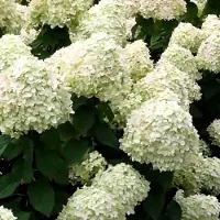 Arborix Hydrangea Arborescens 'Grandiflora' - Hortensia 25-30 cm in pot