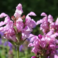 Arborix 6x Prunella Grandiflora 'Pink Loveliness' - Brunel pot 9x9cm, langbloeiend en vlinderaantrekkend