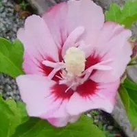 Arborix Hibiscus Syriacus 'Ardens' - Altheastruik 40-60 cm pot