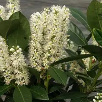 Arborix Prunus Laurocerasus 'Van Nes' - Laurierkers 30-40 cm pot