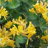 Arborix Lonicera Tellmanniana - Kamperfoelie 50-60 cm in pot