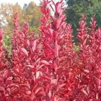 Arborix Berberis Thunbergii 'Red Rocket' - Zuurbes 25-30 cm in pot