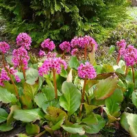 Arborix 6 x Bergenia Cordifolia - Schoenlappersplant pot 9x9cm