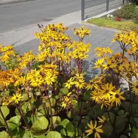 Arborix 6 x Ligularia Dentata 'Othello' - Grijsaard pot 9x9cm