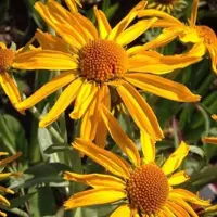 Arborix 6 x Helenium Hoopesii - Zonnekruid pot 9x9cm
