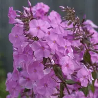 Arborix 6 x Phlox 'Alpha' - Vlambloem pot 9x9cm