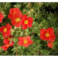Arborix Potentilla Fruticosa Marian Red Robin (= 'Marrob') - Struikganzerik 25-30 cm pot