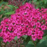 Arborix Spiraea japonica 'Anthony Waterer' - Spierstruik 25-30 cm in pot