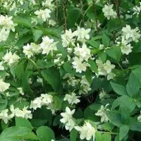 Arborix Philadelphus 'Bouquet Blanc' - Boerenjasmijn 50-60 cm in pot