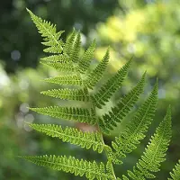 Arborix 6 x Athyrium Filix-Femina - Wijfjesvaren pot 9x9cm - Sierlijke Bladplant