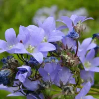 Arborix 6 x Campanula lactiflora 'Pouffe' - Celtisbladklokje pot 9x9cm