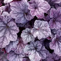 Arborix 6 x Heuchera Plum Pudding - Purperklokje pot 9x9cm
