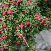Arborix Cotoneaster Microphyllus - Dwergmispel 30-40 cm in pot