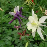 Arborix 6 x Aquilegia Dragonfly Hybrids - Akelei pot 9x9cm