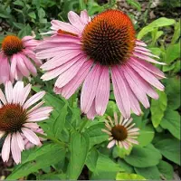 Arborix 6 x Echinacea Purpurea 'Magnus' - Zonnehoed pot 9x9cm