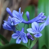 Arborix 6x Agapanthus 'Brillant Blue' Pot 9x9cm - Prachtige blauwe bloemen voor in de tuin