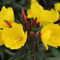 Arborix 6 x Oenothera Fruticosa 'Sonnenwende' - Teunisbloem Pot 9x9 cm - Gele Nachtbloeier
