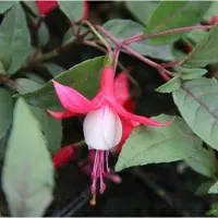 Arborix 6 x Fuchsia 'Madame Cornelissen' - Bellenplant pot 9x9cm