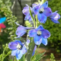 Arborix 6 x Delphinium 'Piccolo' - Ridderspoor pot 9x9cm