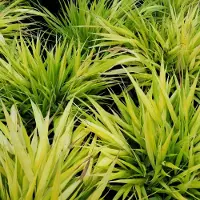 Arborix 6x Hakonechloa macra 'All Gold' Pot 9x9cm - Prachtig siergras voor in de tuin