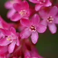 Arborix Ribes Sanguineum - Rode ribes;Siertrosbes 50-60 cm pot
