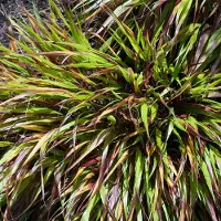 Arborix 6x Hakonechloa macra 'Nicolas' Pot 9x9cm - Siergras voor in de tuin