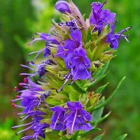 Arborix 6 x Hyssopus Officinalis - Hyssop pot 9x9cm