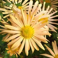 Arborix 6 x Chrysanthemum 'Mary Stoker' - Margriet pot 9x9cm