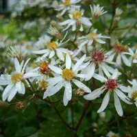Arborix 6 x Aster Cordifolius 'Silver Spray' - Zomeraster pot 9x9 cm - Langbloeiende vaste plant