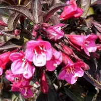 Arborix Weigela Florida Wine & Roses ('Alexandra') - Weigelia 'Alexandria' 40-50 cm pot