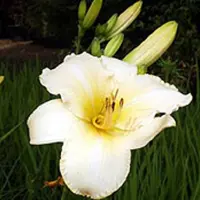 Arborix 3 x Hemerocallis 'Helle Berlinerin' - Daglelie pot 9x9cm