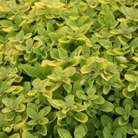 Arborix 6 x Origanum Vulgare 'Thumble's Variety' - Marjolein pot 9x9cm - Compacte groei, aromatisch blad