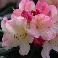 Arborix Rhododendron 'Percy Wiseman' 40-50 cm pot