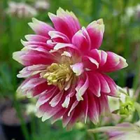 Arborix 6 x Aquilegia 'Nora Barlow' - Akelei pot 9x9cm