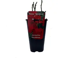 Arborix Rosa 'Wettra' - Struikroos, Potmaat 3.5L: Rijkbloeiende roos met dieproze bloemen en een heerlijk parfum.